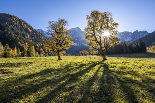 Sycamore maple with autumnal yellow foliage and sun star, large maple base in autumn, rocky mountain peaks with Spritzkarspitze in the background, Ri&szlig;tal in the Eng, Karwendel, Tyrol, Austria