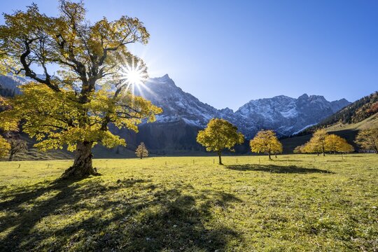 Sycamore maple with autumnal yellow foliage and Solaster endeca, large maple base in autumn, rocky mountain peaks with Spritzkarspitze in the background, Ri&szlig;tal in the Eng, Tyrol, Austria