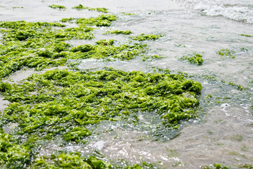 Close-up view of green seaweed (aosa) washed ashore on a sandy beach at Sakushima Island, Japan. The vivid green algae glisten in sunlight along the coastal shallows.