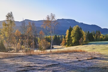 Autumn Coloured Birch Trees The