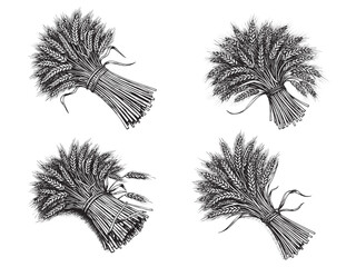 Obraz premium Wheat Stalks Vintage Engraved Harvest Illustration Isolated Vector Artwork