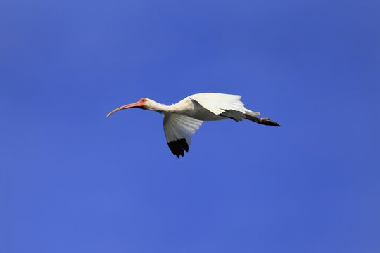 Snowy Ibis, (Eudocimus albus), adult, flying, St. Augustine, Florida, USA, North America