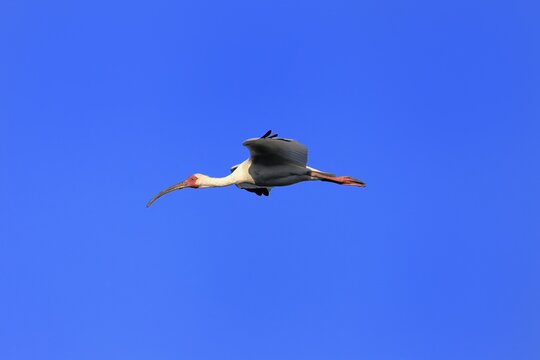 Snowy Ibis, (Eudocimus albus), adult, flying, St. Augustine, Florida, USA, North America