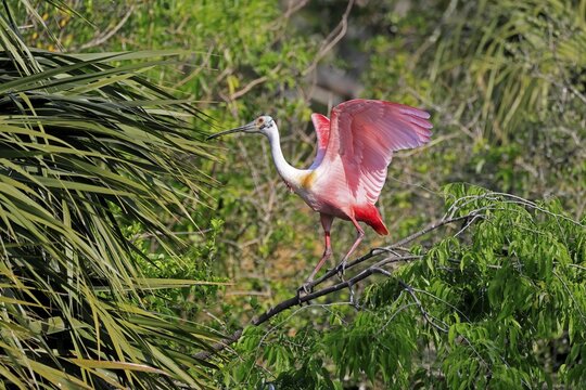 Roseate spoonbill (Platalea ajaja), adult, on wait, on tree, St. Augustine, Florida, North America, USA