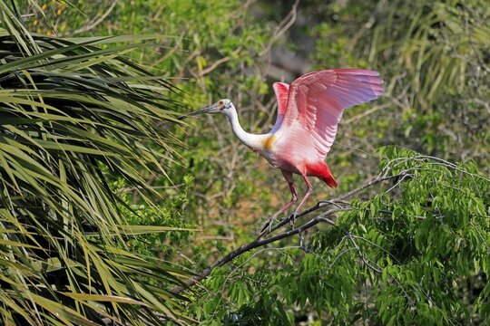 Roseate spoonbill (Platalea ajaja), adult, on wait, on tree, St. Augustine, Florida, North America, USA
