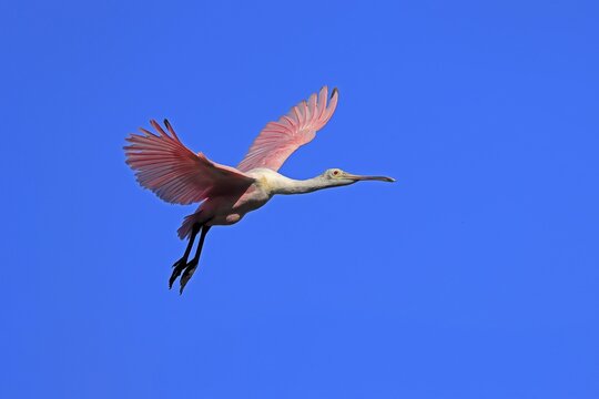 Roseate spoonbill (Platalea ajaja), adult, flying, St. Augustine, Florida, North America, USA