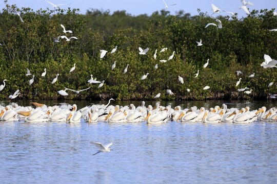 Rhinoceros Pelican (Pelecanus erythrorhynchos), adult, group, in water, fishing, wintering, Snowbirds, Merritt Island, Black Point Wildlife Drive, Florida, USA, North America