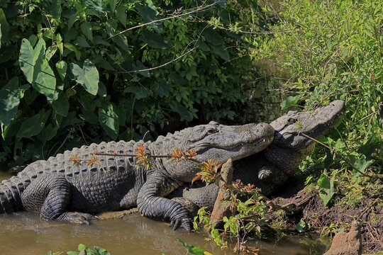 Mississippi Alligator (Alligator mississippiensis), pike alligator, adult, pair, male, female, mating, on the shore, in the water, Florida, USA, North America