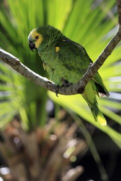 Yellow-headed Amazon (Amazona oratrix), adult, on wait, on tree, Central America, Central America