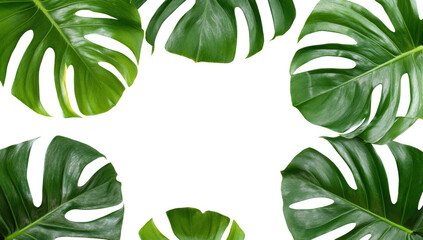A arrangement of large green monstera leaves framing a clean white background. ideal for botanical themes. nature-inspired designs. and tropical decor concepts