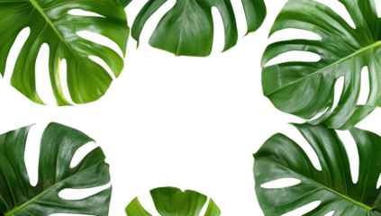 A arrangement of large green monstera leaves framing a clean white background. ideal for botanical themes. nature-inspired designs. and tropical decor concepts
