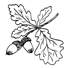 Hand drawn ink vector illustration. Oak branch, leaves and acorns. Autumn nature foliage, plants, forest. Sketch, black outline drawing.