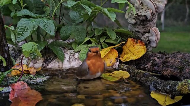 The burrower (Latin: Erithacus rubecula) is a species of bird from the family of flycatchers (Muscicapidae) that swims in a natural forest pond.