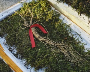 秋日森林珍宝：人参与自然的馈赠【Autumn Forest Treasures: Ginseng and Nature's Gifts】