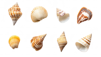 A collection of various seashells arranged artistically on a white background. their unique shapes. colors. and textures. ideal for nature-themed projects or educational materials