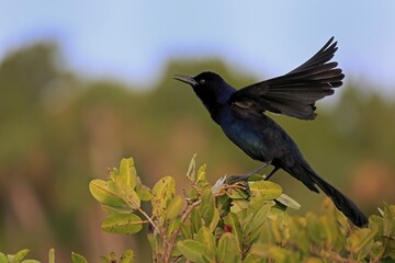 Boat-tailed grackle (Quiscalus major), adult, male, courtship display, singing, Waiting, Merritt Island, Black Point Wildlife Drive, Florida, USA