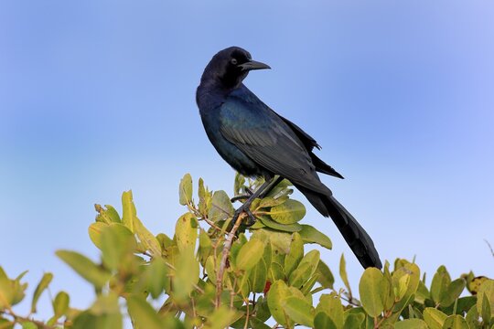 Boat-tailed grackle (Quiscalus major), adult, male, waiting, Merritt Island, Black Point Wildlife Drive, Florida, USA
