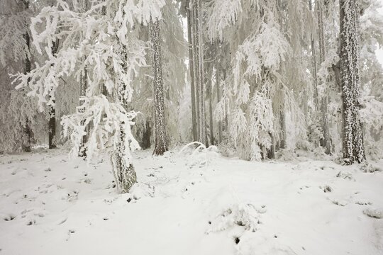 Forest in the snow and hoarfrost, Horben, Beinwil, Freiamt, Canton Aargau, Switzerland