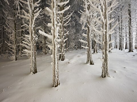 Forest in the snow and hoarfrost, Horben, Beinwil, Freiamt, Canton Aargau, Switzerland
