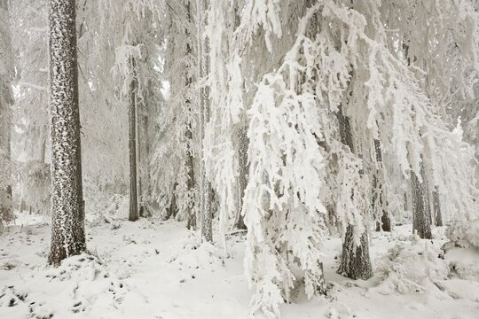 Forest in the snow and hoarfrost, Horben, Beinwil, Freiamt, Canton Aargau, Switzerland