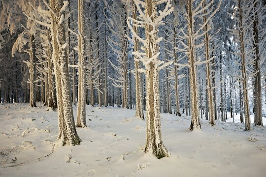 Forest in the snow and hoarfrost, Horben, Beinwil, Freiamt, Canton Aargau, Switzerland