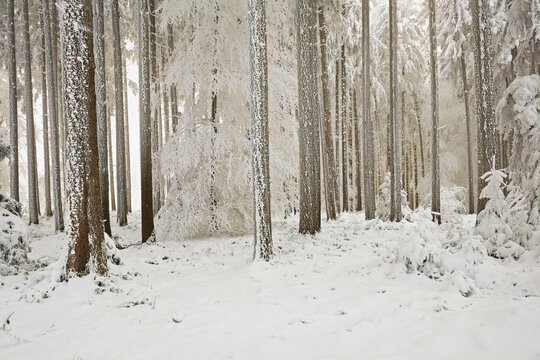Forest in the snow and hoarfrost, Horben, Beinwil, Freiamt, Canton Aargau, Switzerland