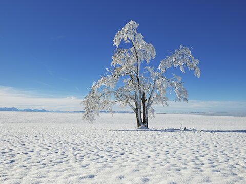 Tree in hoarfrost, Schlatt, Canton Lucerne, Switzerland