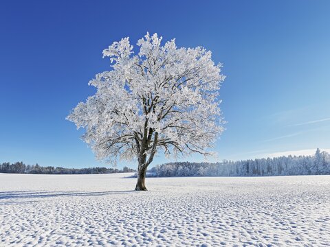 English oak (Quercus robur, synonym: Quercus pedunculata), in hoarfrost, Schlatt, M&uuml;swangen, Canton Lucerne, Switzerland