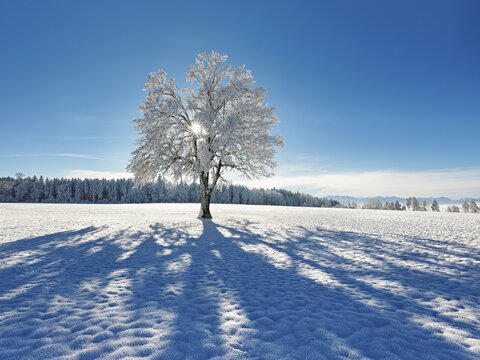 Sun shining through snow-covered English oak (Quercus robur, synonym: Quercus pedunculata), Schlatt, M&uuml;swangen, Canton Lucerne, Switzerland