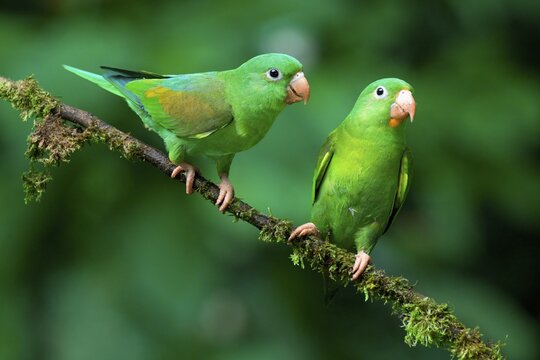Two Orange-chinned Parakeets (Brotogeris jugularis) sitting on a branch, Costa Rica