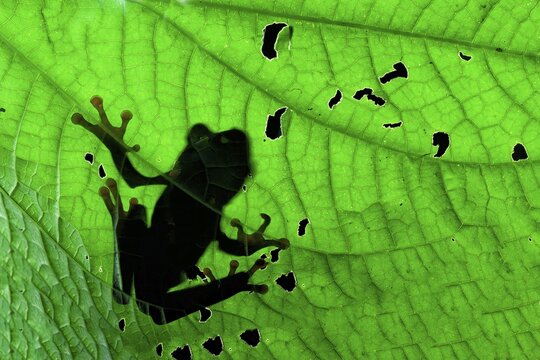 Red-eyed tree frog or red-eyed leaf frog (Agalychnis callidryas) in Chinese shadow on a leaf, Costa Rica