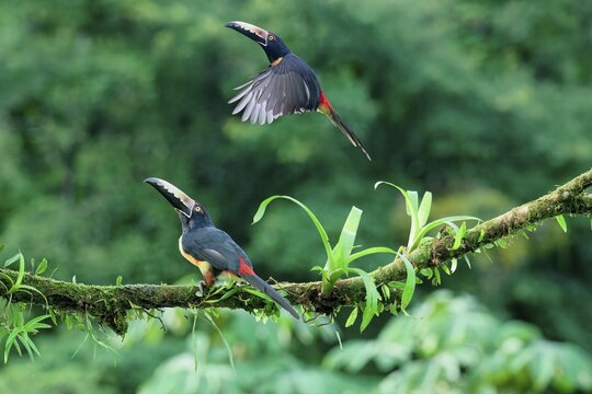 Two Collared aracaris (Pteroglossus torquatus), one in flight, Costa Rica