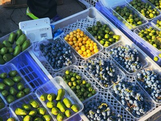 秋日森林集市：蓝莓、猕猴桃、榛子与蘑菇的丰收盛宴【Autumn Forest Market: A Bounty of Blueberries, Kiwis, Hazelnuts, and Mushrooms】
