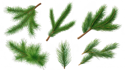 A collection of green pine branches arranged artistically on a white background. their detailed textures and natural beauty. ideal for seasonal decorations or nature-themed projects