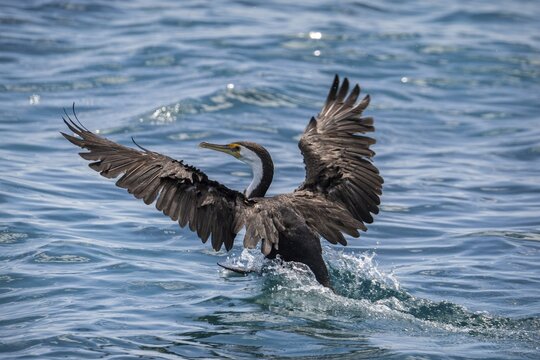 Phalacrocorax varius, also known as the magpie cormorant, starts, Monkey Mia, Shark Bay, Western Australia, Australia