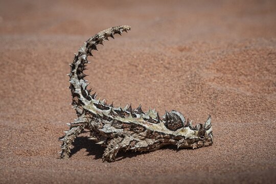 Thorny devil, or thorny devil (Moloch horridus), also Moloch, Shark Bay, Western Australia, Australia