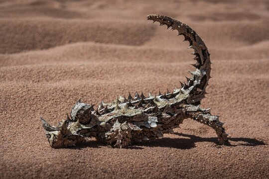 Thorny devil, or thorny devil (Moloch horridus), also Moloch, Shark Bay, Western Australia, Australia