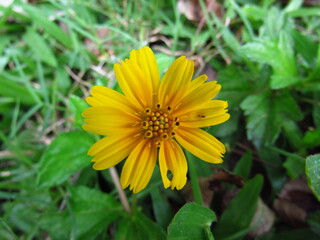Yellow Flower on the Garden