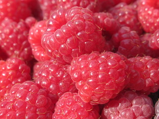 Zbliżenie na świeżo zebrane owoce maliny © Kumulugma