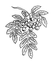 Hand drawn ink vector illustration. Rowan branch with berries and leaves. Autumn nature foliage, plants, forest. Ink sketch, black outline drawing.