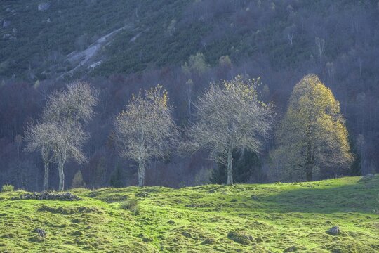 Row of trees along the path of the big trees in the Piccolo Dolomiti, Recoaro Terme, province of Vicenza, Italy