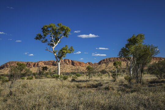 Eucalyptus tree in front of the MacDonnell Range, Northern Territory, Australia