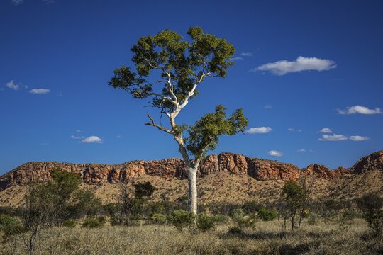 Eucalyptus tree in front of the MacDonnell Range, Northern Territory, Australia