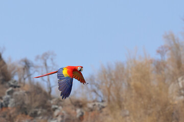 Colorful Scarlet Macaw parrot flying on the sky. Free flying bird