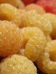 Zbliżenie na dorodne owoce maliny w wielu wariantach barwnych © Kumulugma