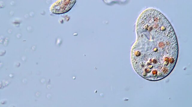 Microorganism under microscopy, video for Education 