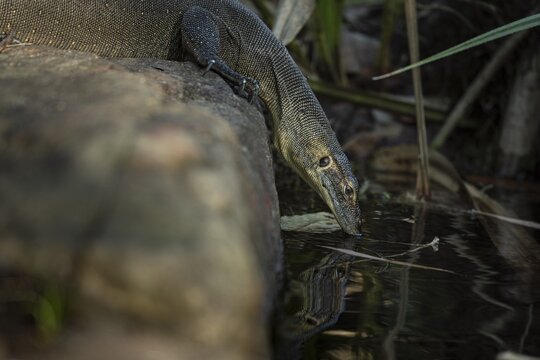 Mertens' water monitor (Varanus mertensi), drinking, Litchfield National Park, Northern Territory, Australia