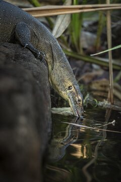 Mertens' water monitor (Varanus mertensi), drinking, Litchfield National Park, Northern Territory, Australia