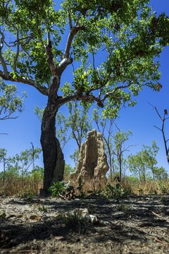 Termite mound on the Jim Jim Road, Kakadu National Park, Northern Territory, Australia