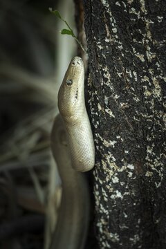 Olive python (Liasis olivaceus), also known as olive-coloured python, Ubirr, Northern Territory, Australia